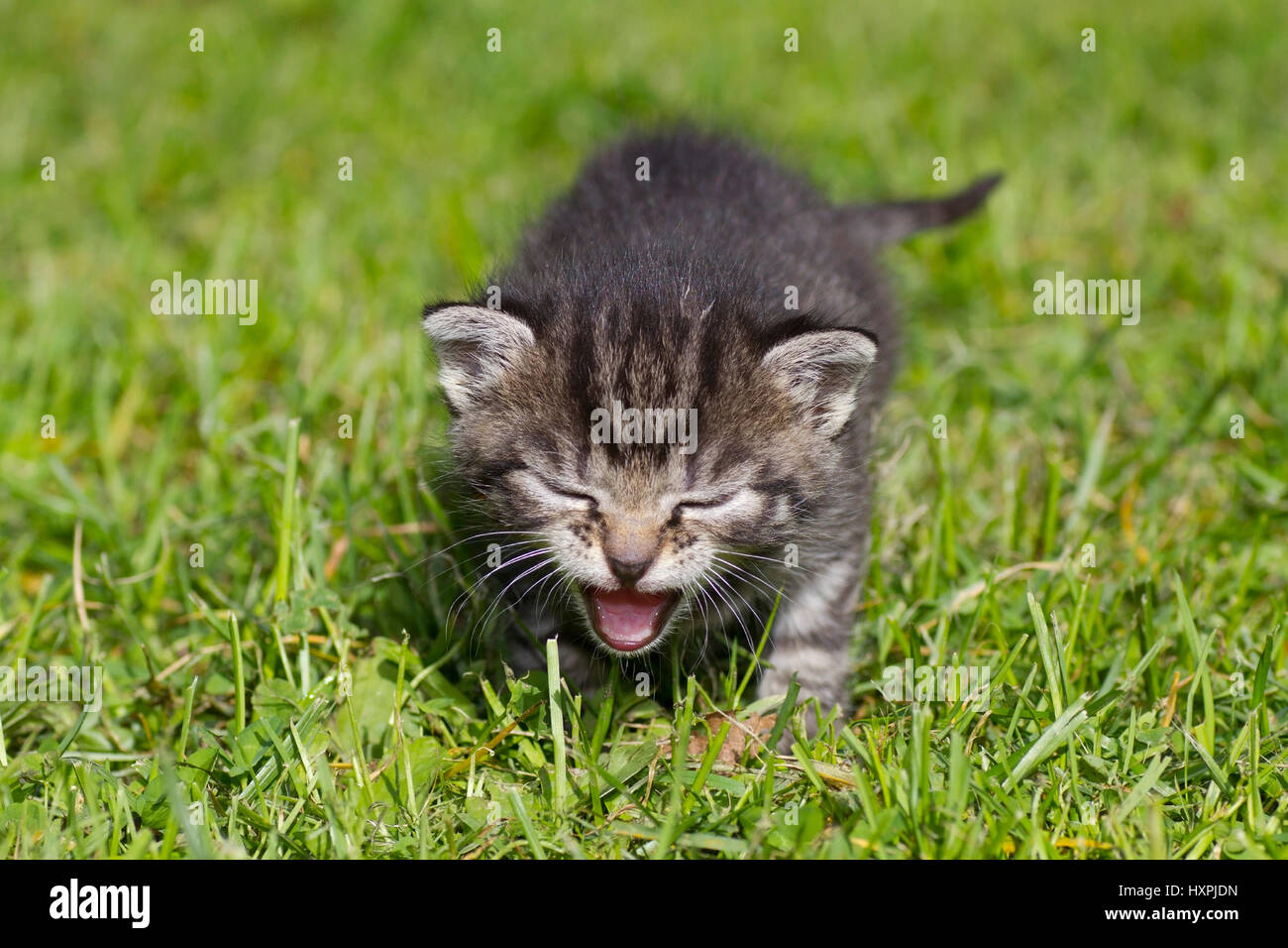 young kitten, junges Kätzchen Stock Photo
