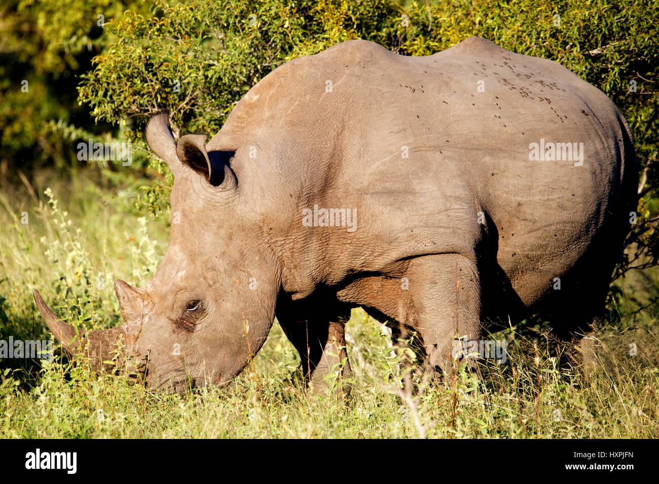 White Rhinoceros  ( Ceratotherium simum ) grazing, Kruger National Park, South Africa Stock Photo