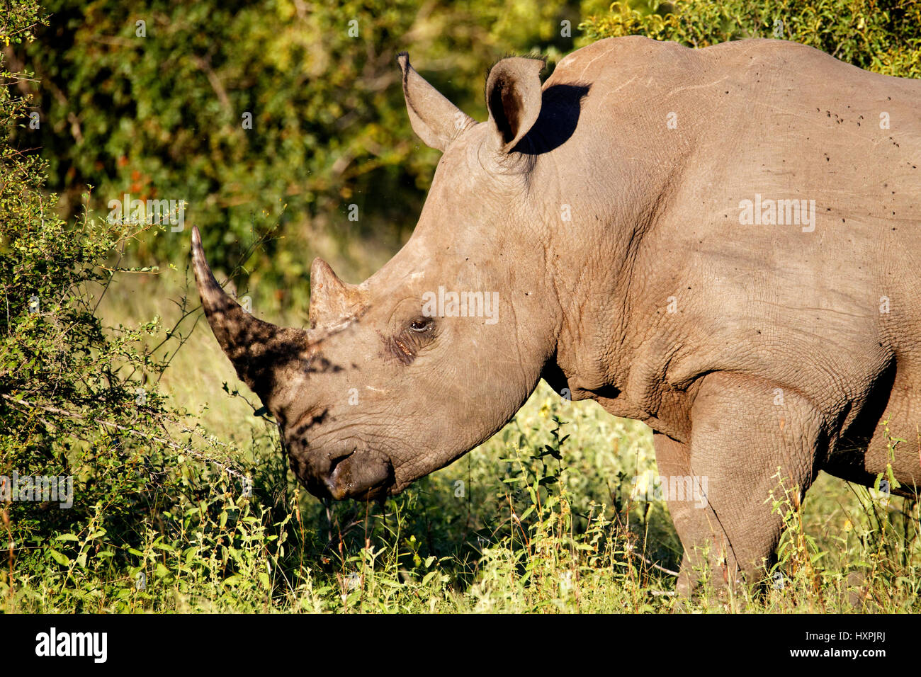 White Rhinoceros  ( Ceratotherium simum ), Kruger National Park, South Africa Stock Photo