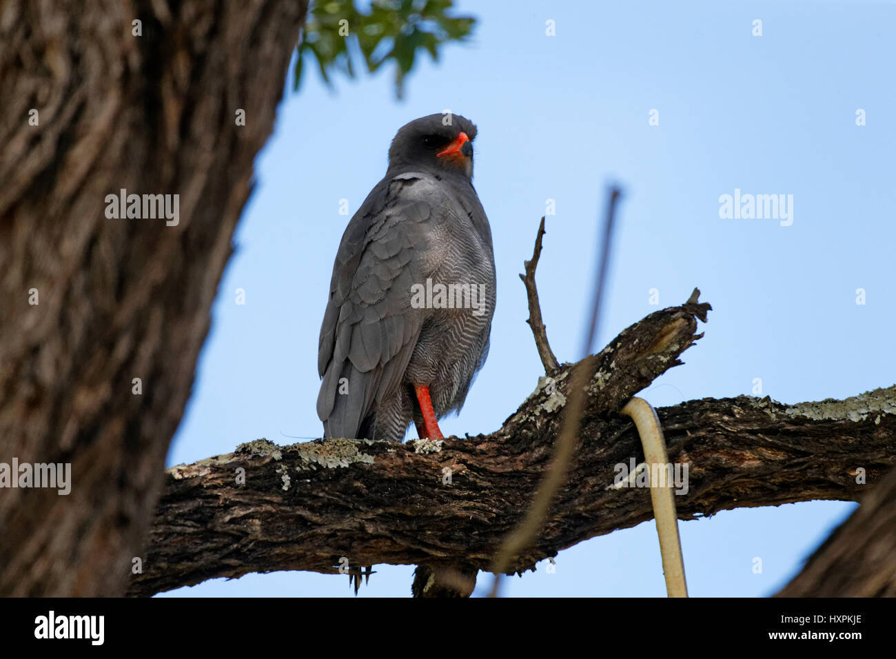 Dark Chanting Goshawk (Melierax metabates) perched on tree branch, Kruger National Park, South Africa Stock Photo