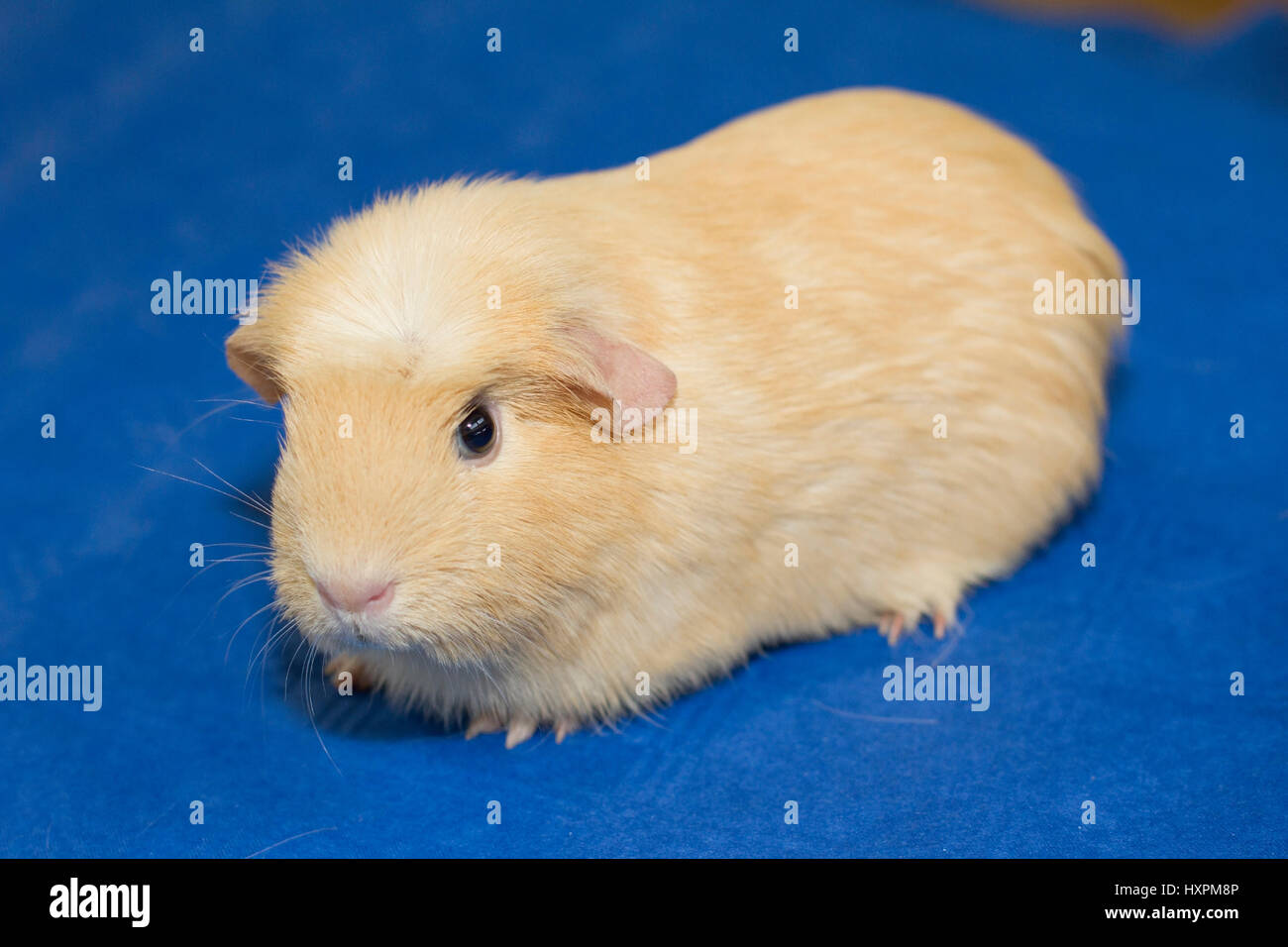 Guinea pigs English crestes creamcolourfully, Meerschweinchen English