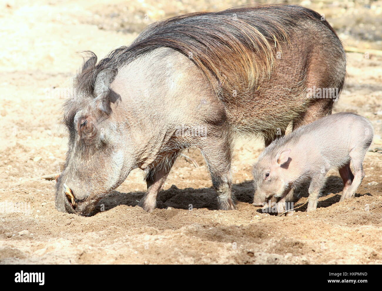 Mother African warthog (Phacochoerus africanus) with baby piglet. Stock Photo