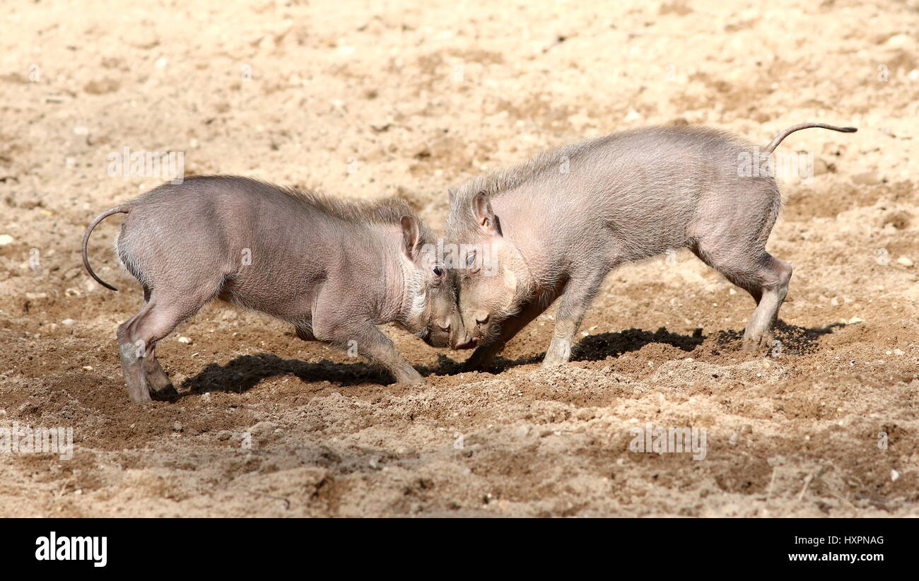 Frisky African warthog piglets (Phacochoerus africanus) playing and rough-housing Stock Photo
