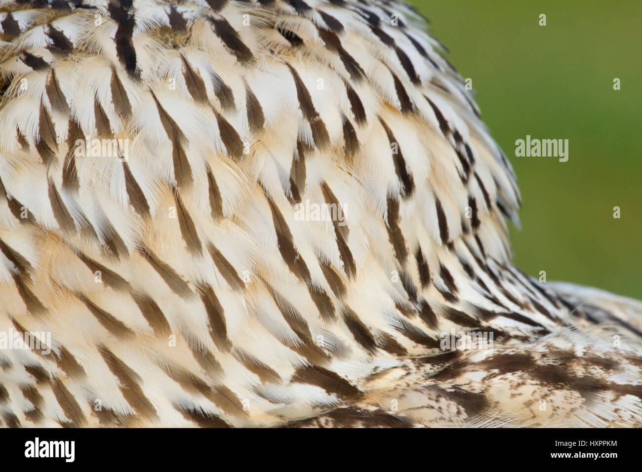 Back of the head plumage of the Siberian eagle owl, Bubo sibiricus, by publication brag: Old Fasanerie Klein-Auheim, Hinterkopfgefieder des Sibirische Stock Photo