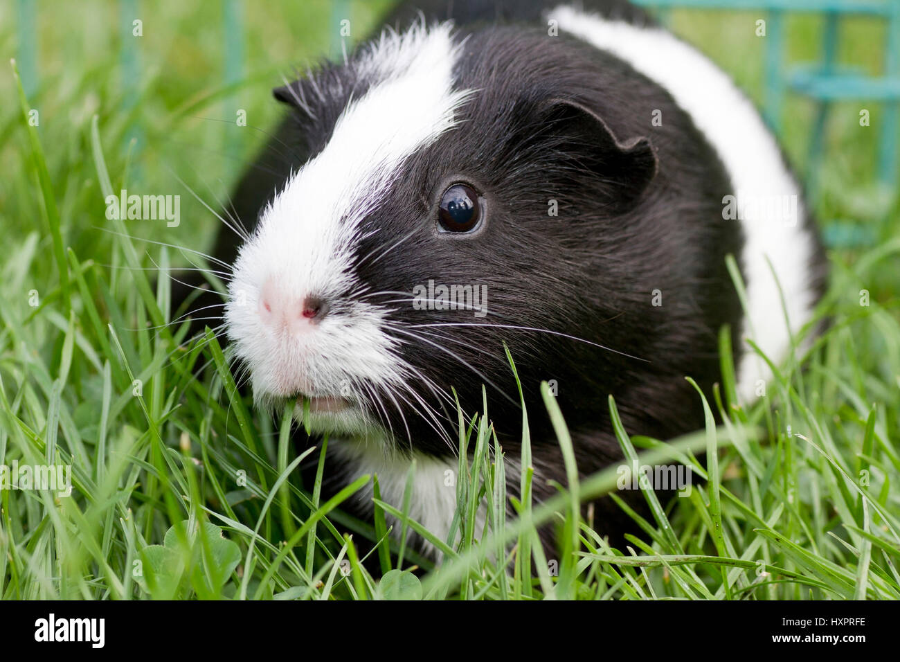 Guinea Pigs Smooth Hair Black And White Meerschweinchen Glatthaar