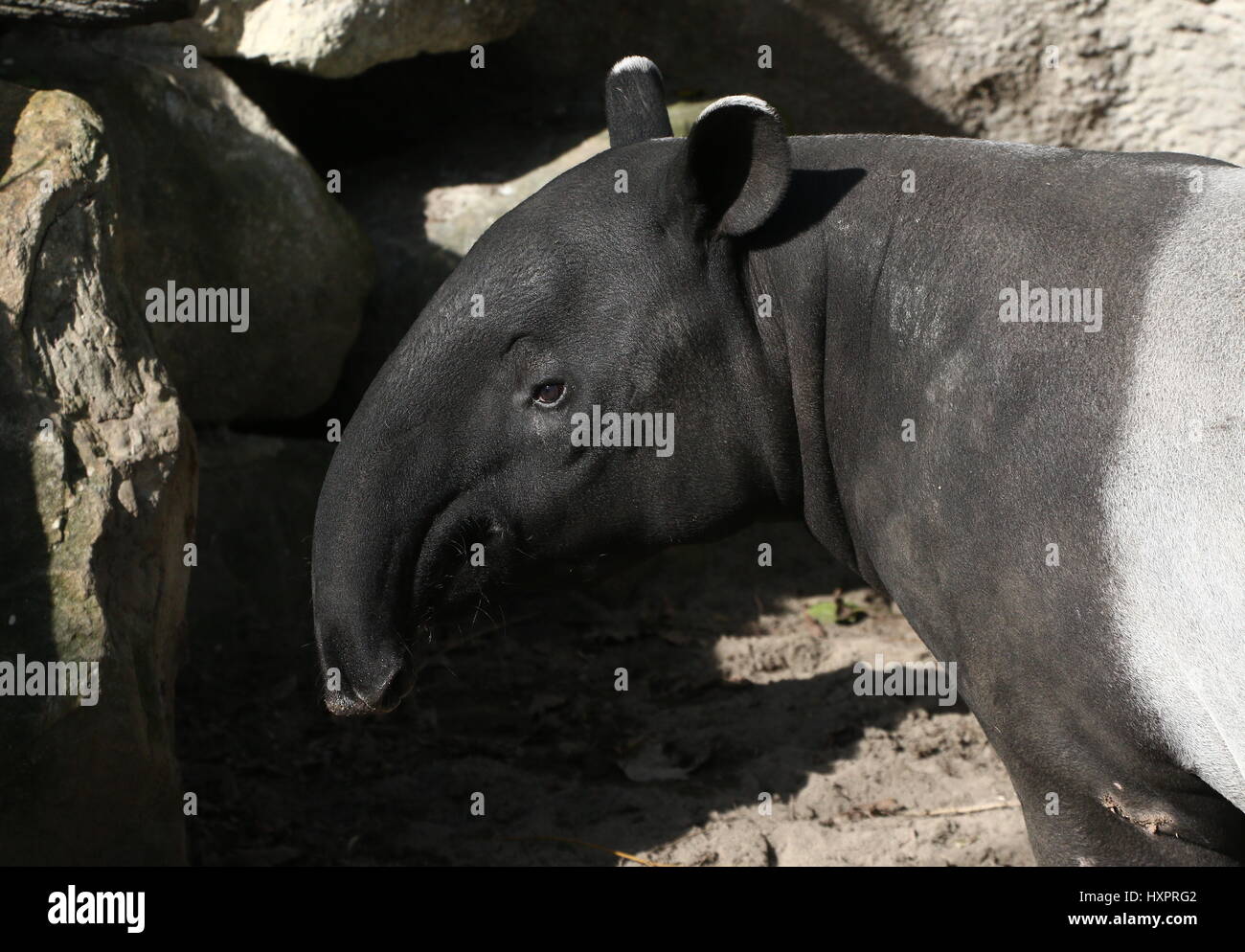 Closeup of a mature Female Asian or Malayan tapir (Tapirus indicus). Native from Birma to Sumatra Stock Photo
