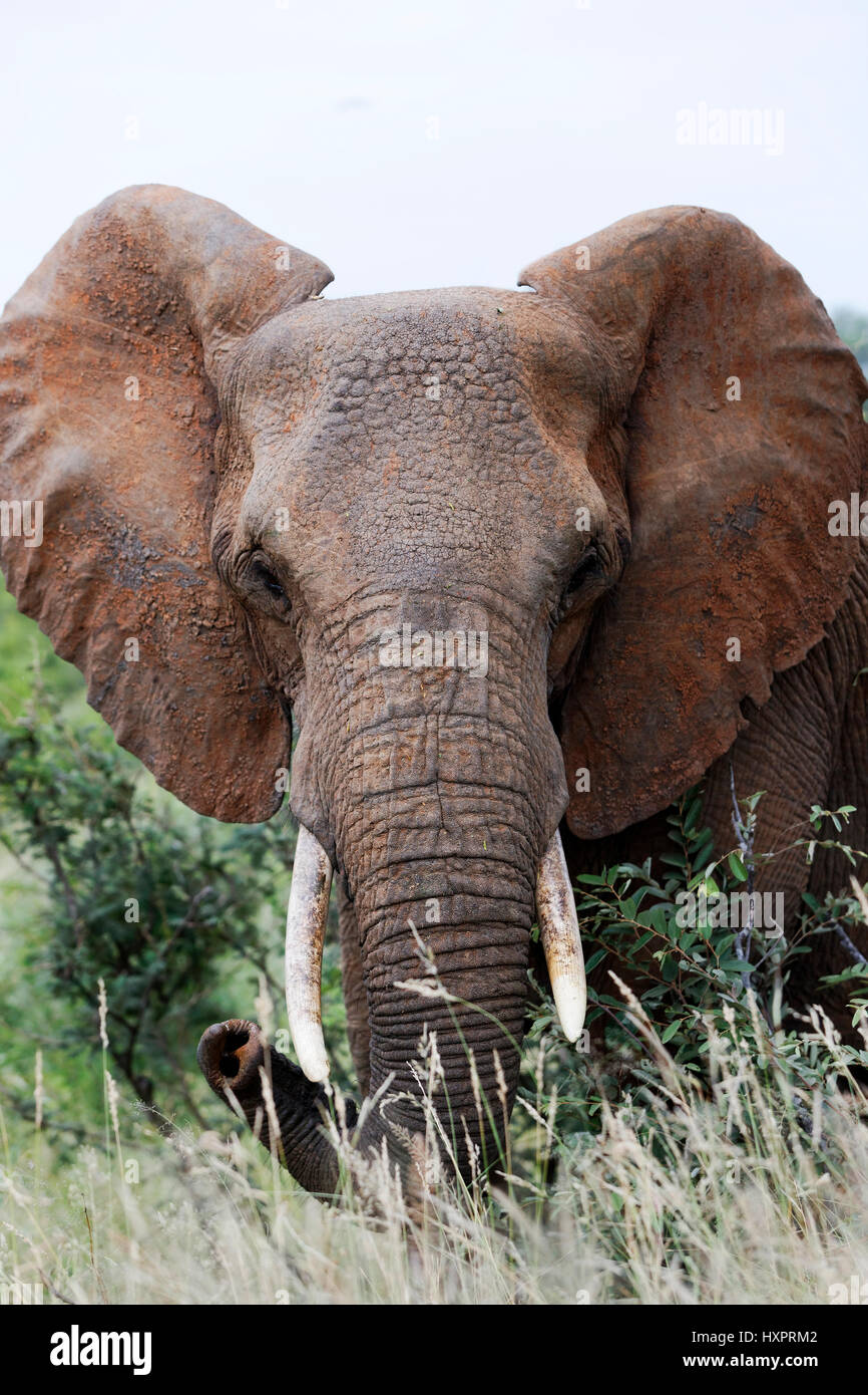 African Elephant  (Loxodonta africana) portrait, Kruger National Park, South Africa Stock Photo