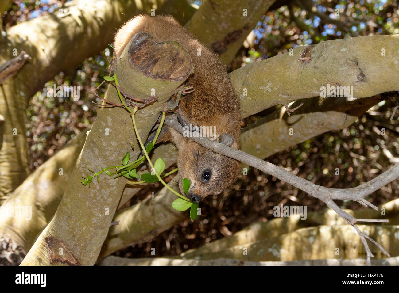 Cape Hyrax or Rock Hyrax, (Procavia capensis), Boulders Beach, Simon's Town, Western Cape Province, South Africa, Africa Stock Photo