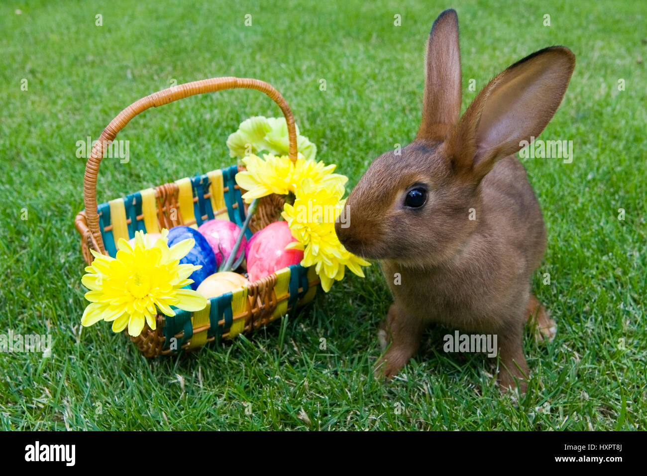 Rabbits before Easter basket, Kaninchen vor Osterkorb Stock Photo