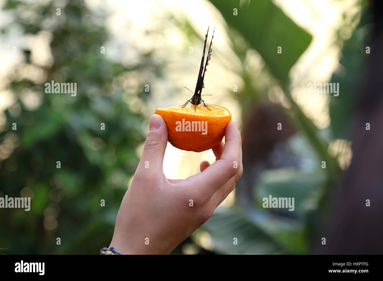 Rome, Italy. 29th Mar, 2017. A butterfly in the Butterfly House, which