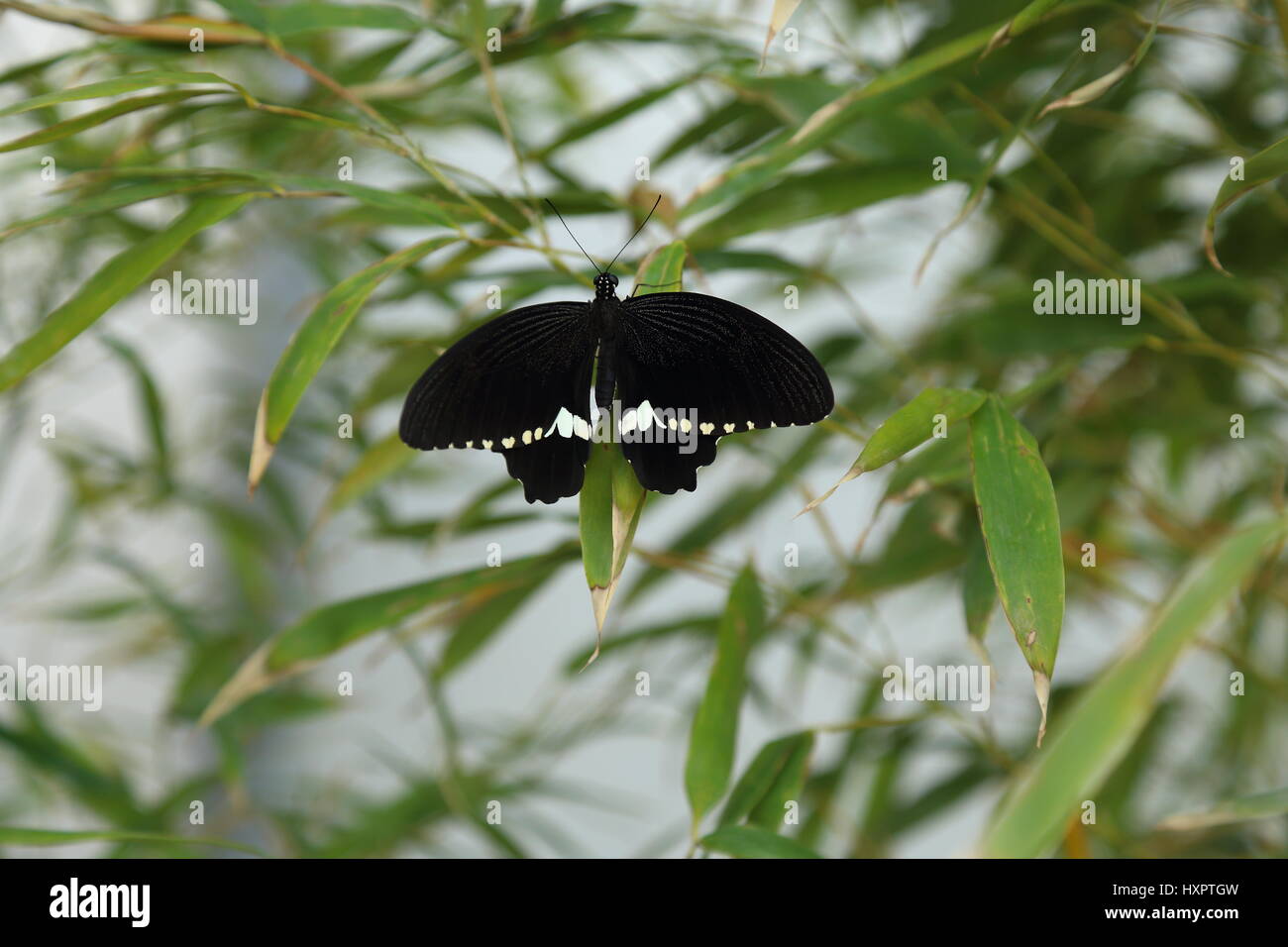 Rome, Italy. 29th Mar, 2017. A butterfly in the Butterfly House, which
