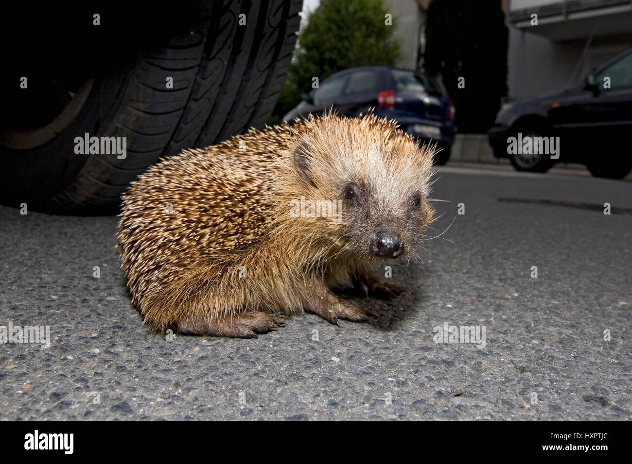 überfahren hires stock photography and images Alamy