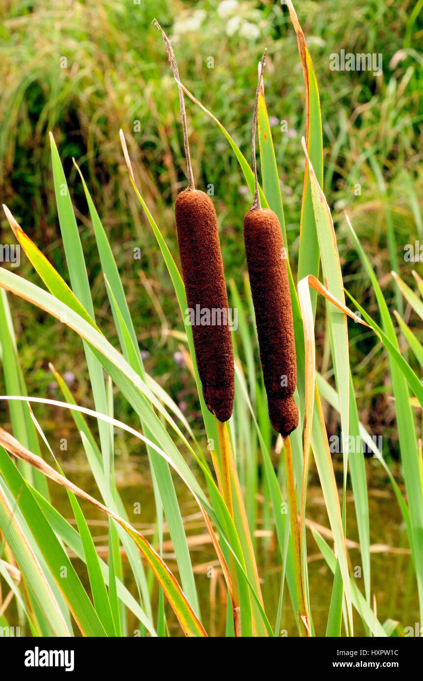 Bulrushes High Resolution Stock Photography and Images Alamy