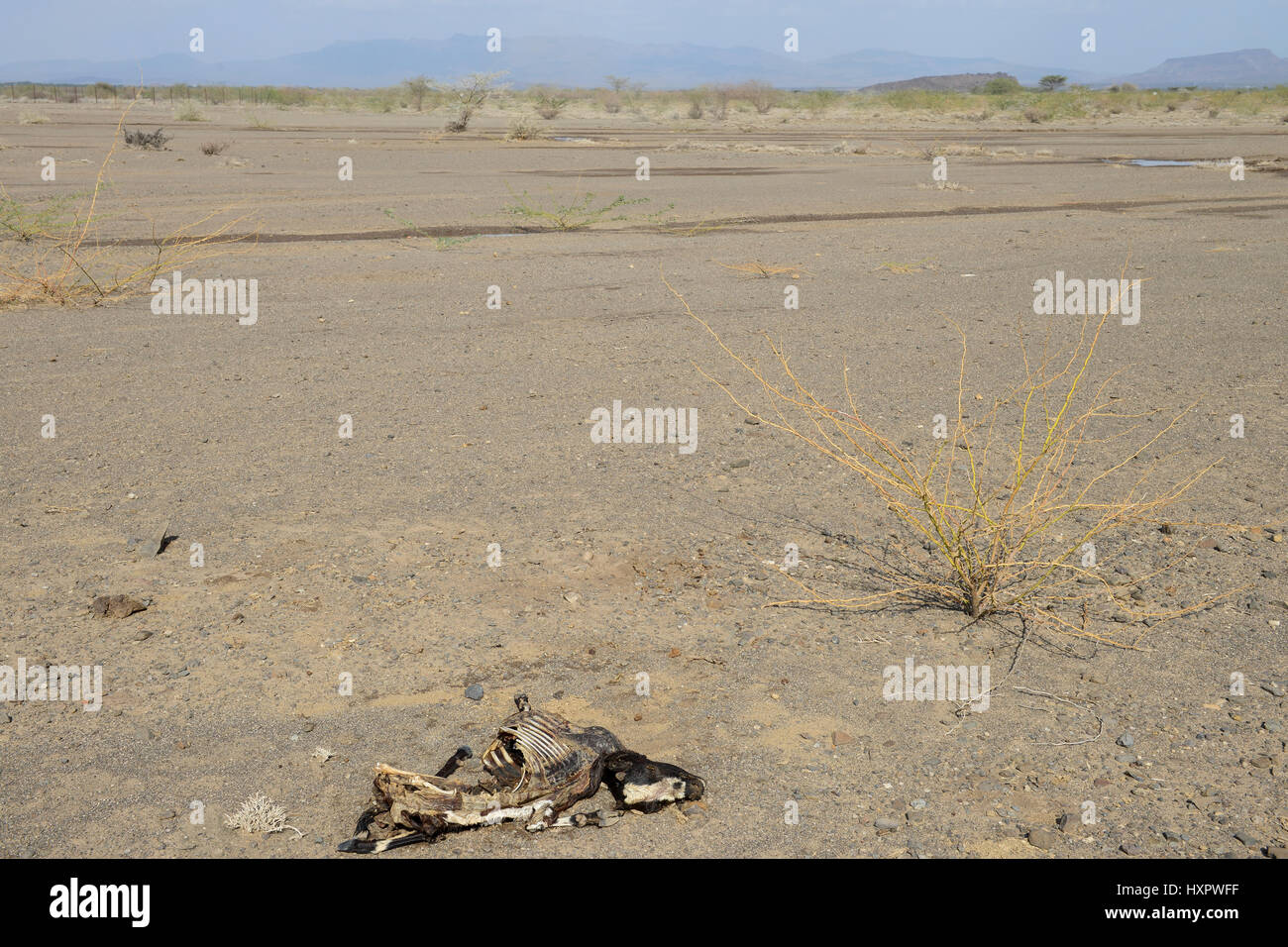 KENYA, Turkana, drought / KENIA, Turkana, Kakuma, Duerre Stock Photo