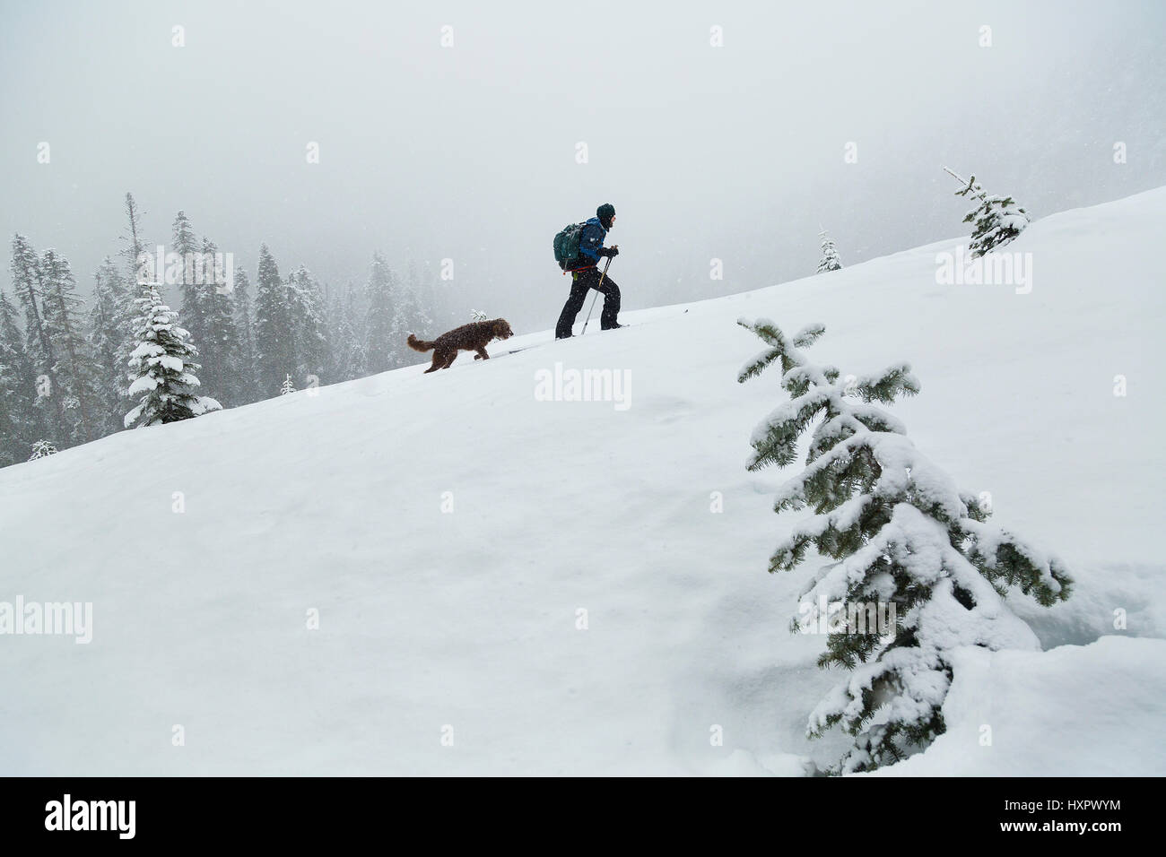 A skier and his dog ascending a slope on the flanks of Mount Hood, Oregon, United States. Stock Photo