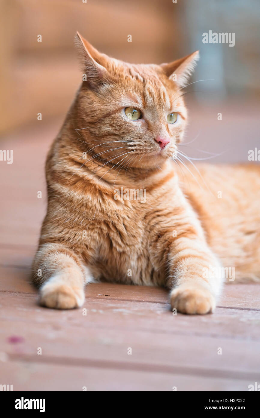 Male Orange Cat Lying Down On Front Porch Of Log Home Stock Photo