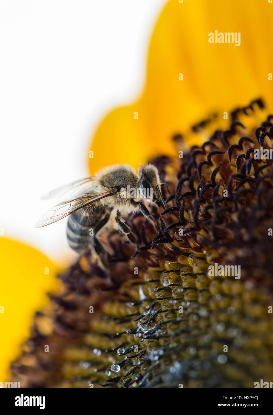 Extreme close-up of bee / honeybee (Apis mellifera) insect collecting pollen of a sunflower Stock Photo