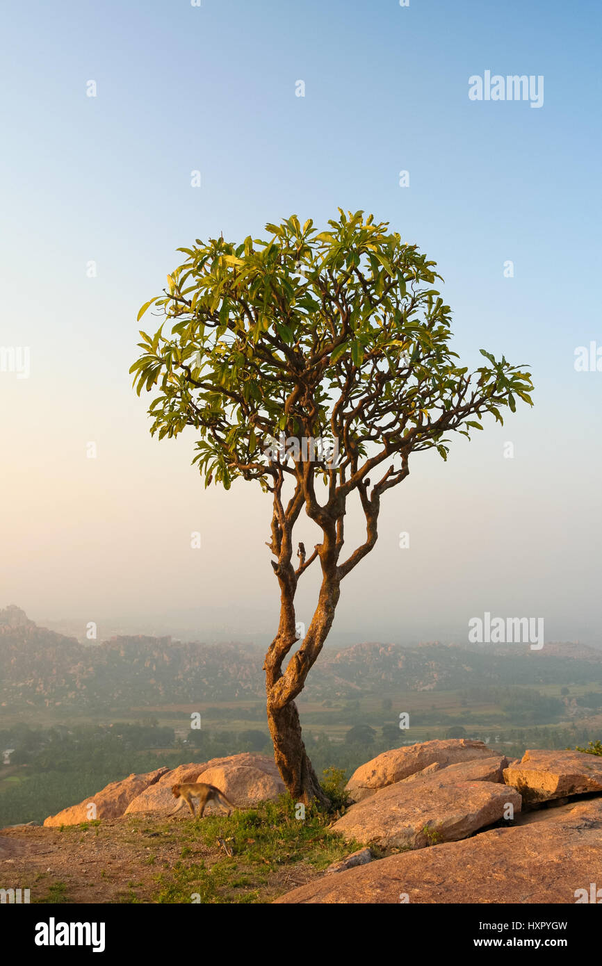 Small tree in hampi india at morning Stock Photo Alamy
