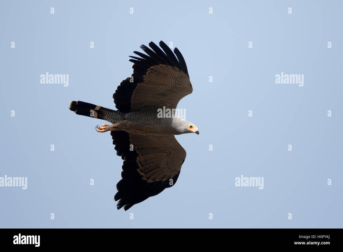 African Harrier Hawk High Resolution Stock Photography and Images - Alamy