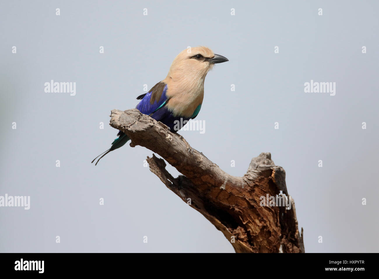 Blue-bellied roller, Coracias cyanogaster, single bird on branch, Gambia, March 2017 Stock Photo