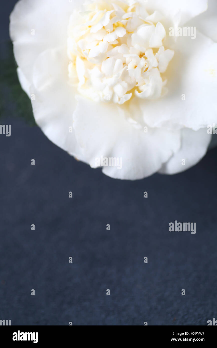 White camellia on a dark background with room for text Stock Photo
