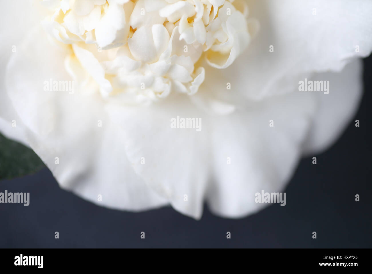Closeup of a white double camellia on a black background Stock Photo