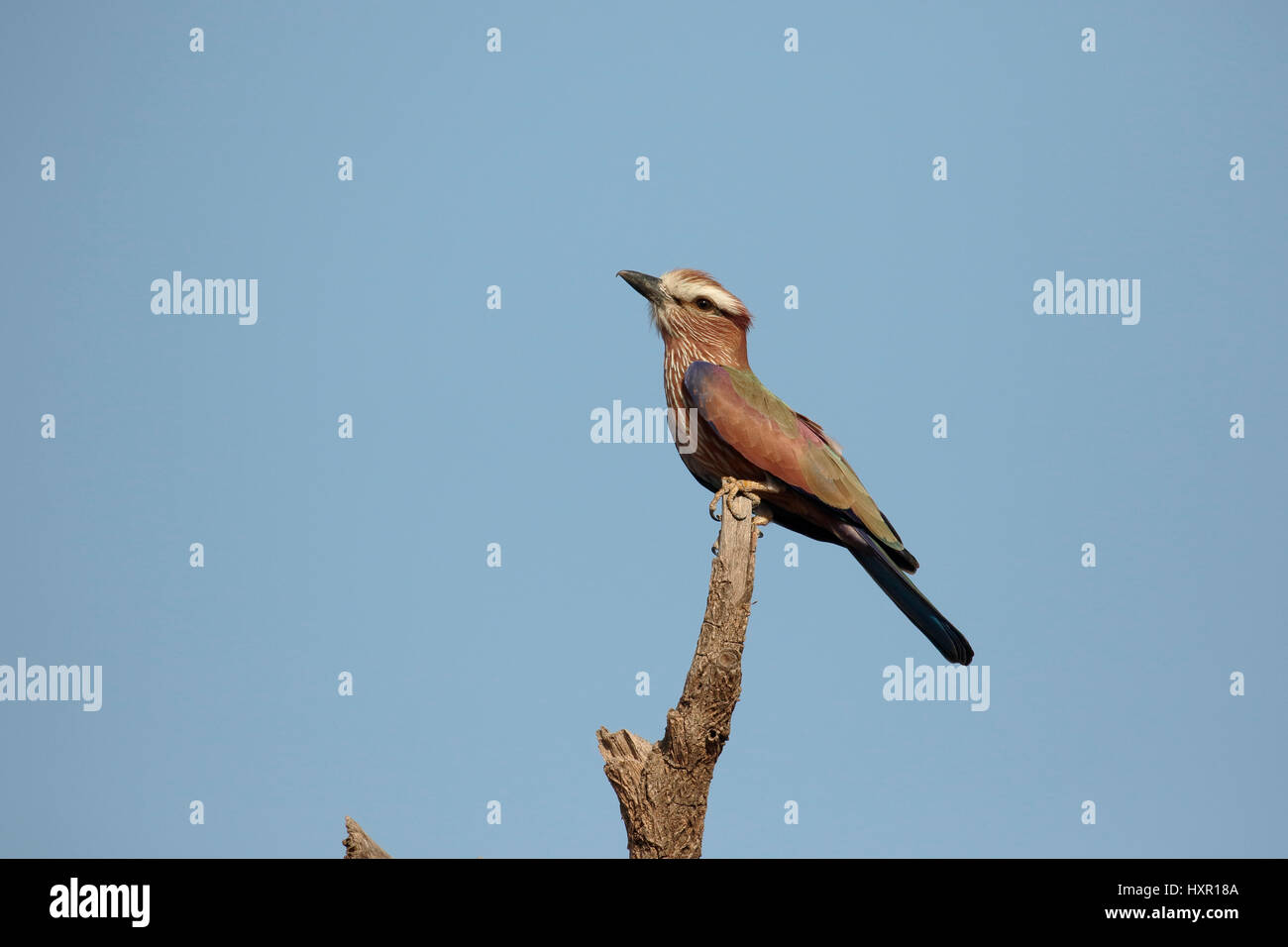 Rufous-crowned roller, Coracias naevia,  single bird on branch, Gambia, February 2016 Stock Photo