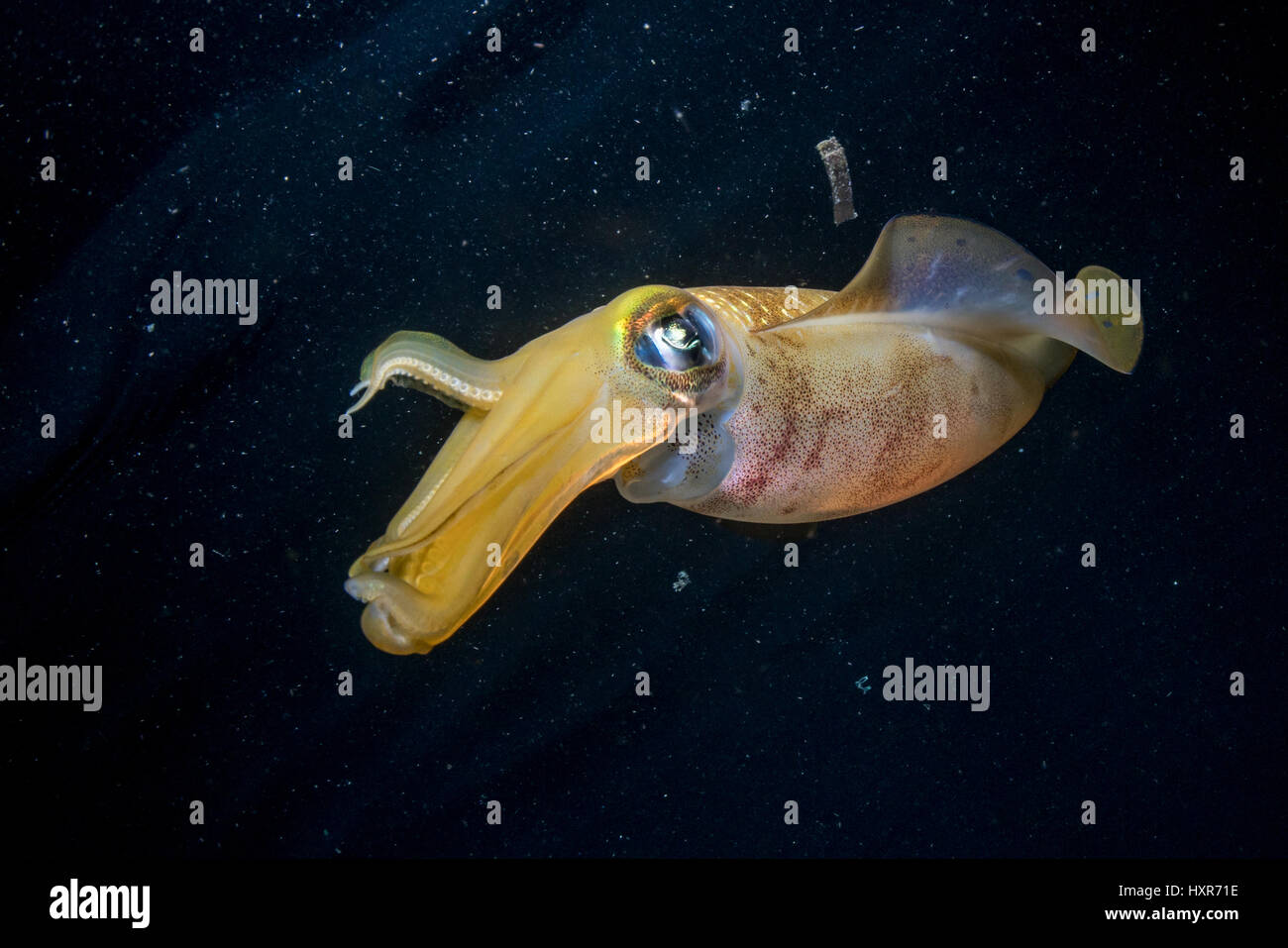 Reef squid near the surface in Lembeh Strait / Indonesia / Sulawesi Stock Photo