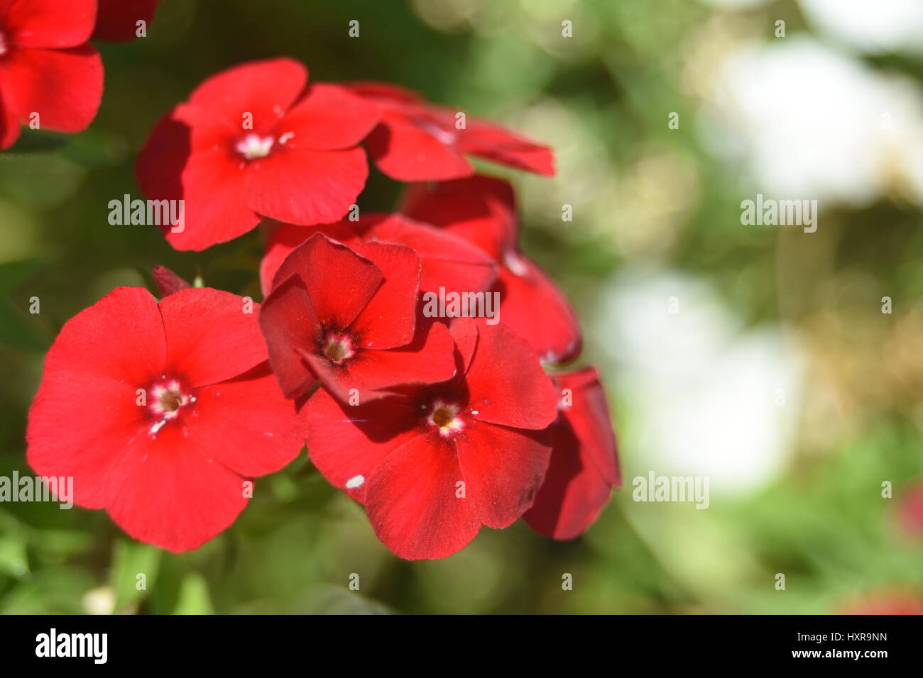 Vector red flowers hi-res stock photography and images - Alamy