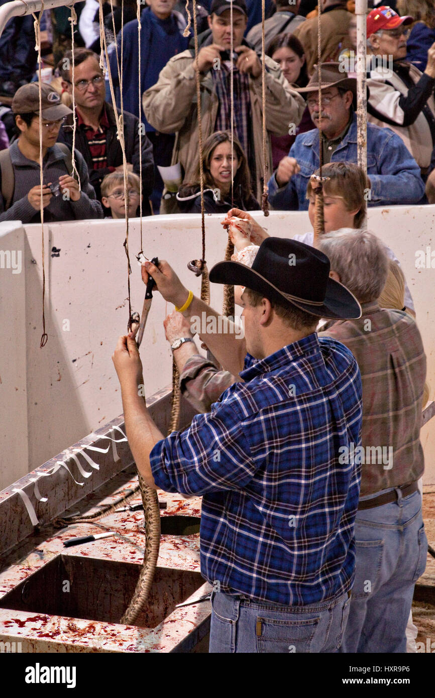 A Jaycee volunteer snake handler skins western diamondback rattlesnakes
