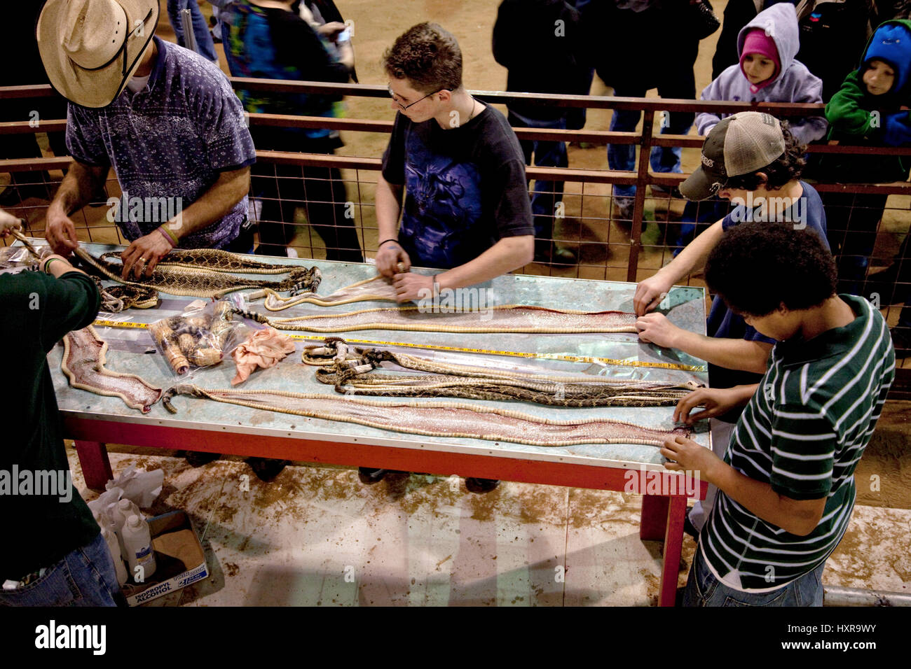 Volunteers process western diamondback rattlesnake skins during the