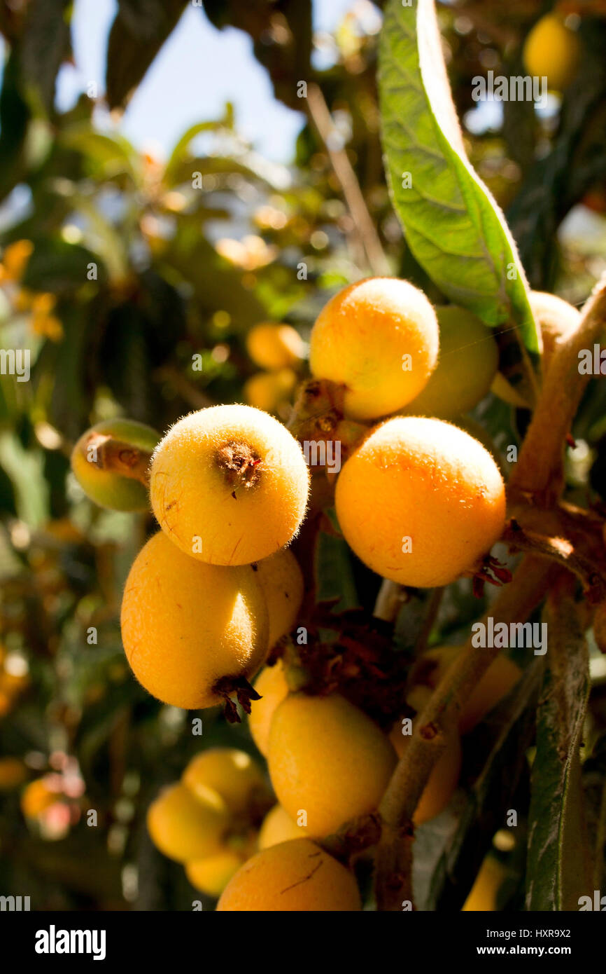 Spain, LaGomera, Eriobotrya japonica / Japanese woollen medlar, Spanien, LaGomera,Eriobotrya japonica / Japanische Wollmispel Stock Photo