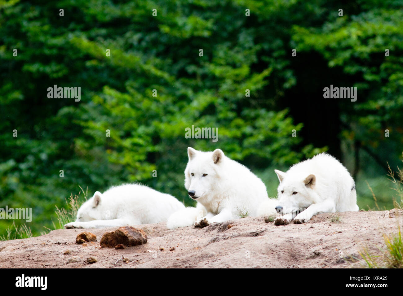 Tundra wolves, Canis lupus albus, by publication brag: Game park old Fasanerie Klein-Auheim, Tundrawölfe,Canis lupus albus, bei Veröffentlichung angeb Stock Photo