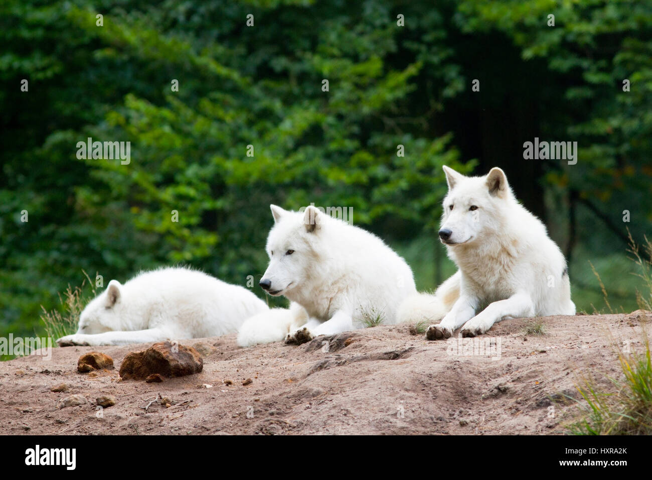 Tundra wolves, Canis lupus albus, by publication brag: Game park old Fasanerie Klein-Auheim, Tundrawölfe,Canis lupus albus, bei Veröffentlichung angeb Stock Photo