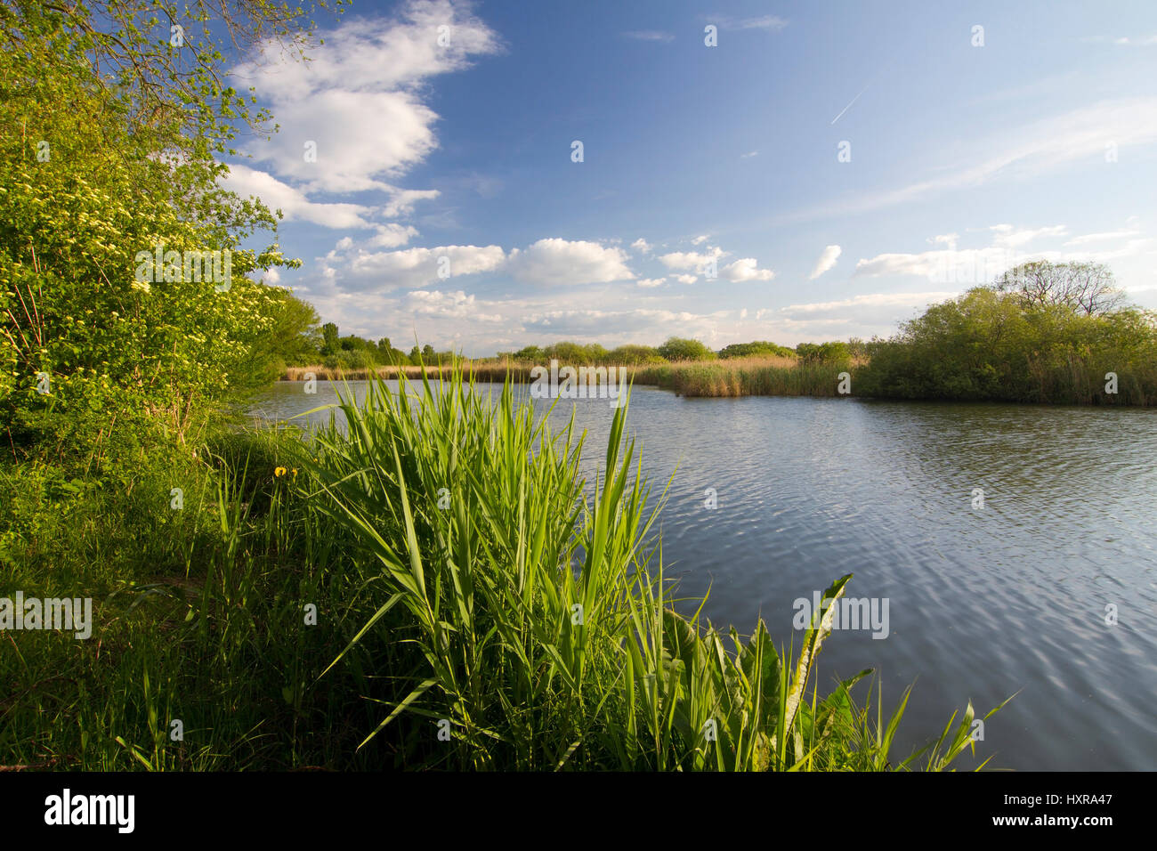 Nature reserve Reinheimer of Ponds, pure home, Hessen, ode wood , Naturschutzgebiet Reinheimer Teiche, Reinheim,Hessen,Odenwald Stock Photo