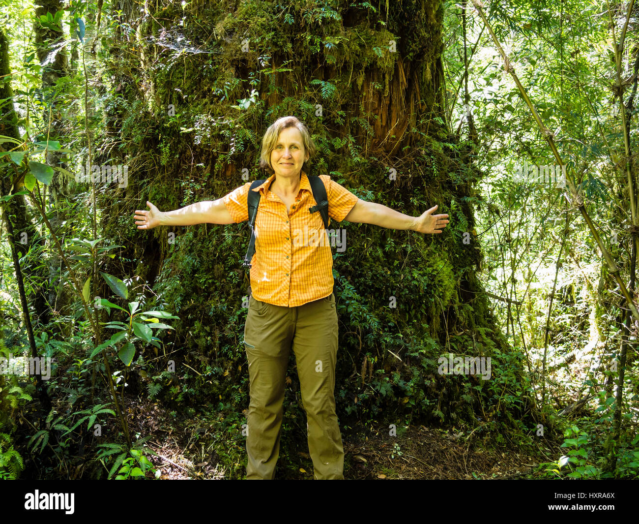 Woman in front of an alerce tree, alerce train, park Pumalin, Chaiten, region, Patagonia, Chile Stock Photo