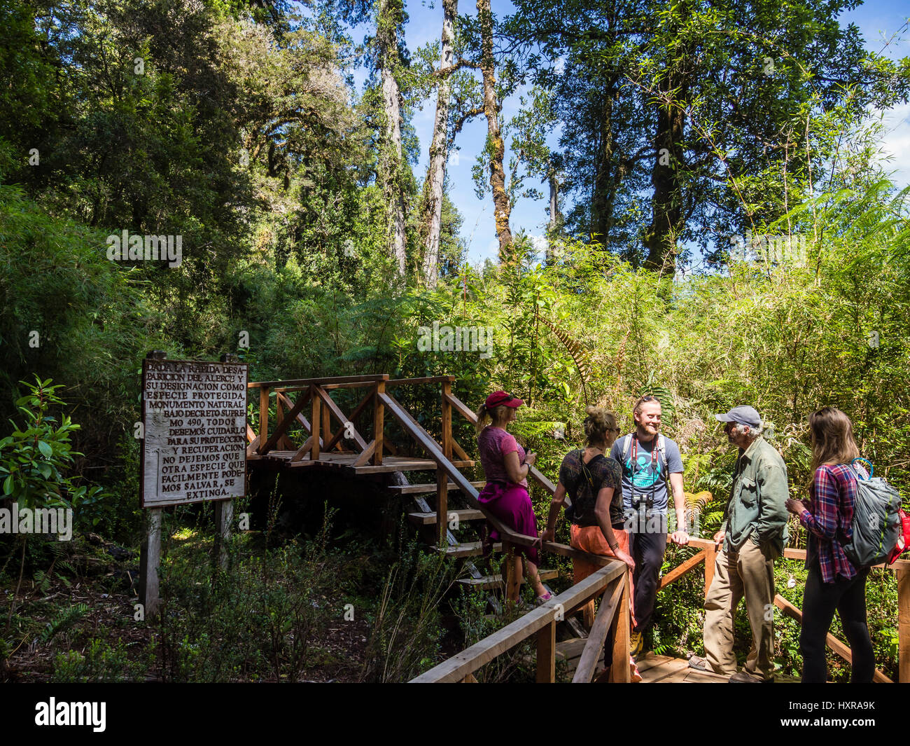 Guide with group of tourist, Alerce trail, giantic trees,   path in rain forest , park Pumalin, parque Pumalin, Carretera Austral, Chile Stock Photo