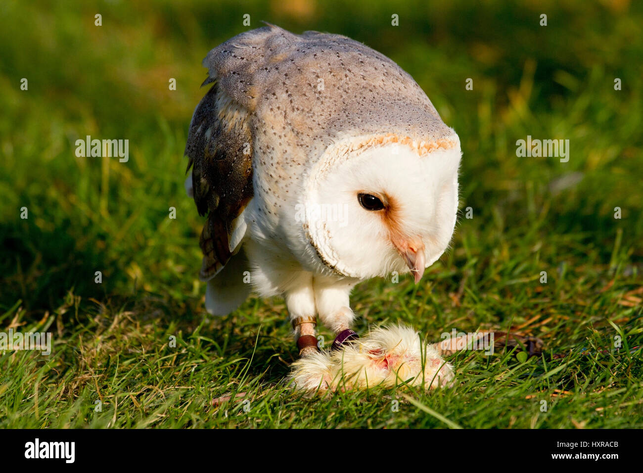 Barn owl, Tyto alba, by publication brag: Old Fasanerie Klein-Auheim, Schleiereule, bei Veröffentlichung angeben: Alte Fasanerie Klein-Auheim Stock Photo