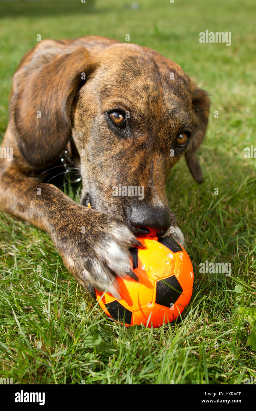 Hund mit ball hi-res stock photography and images - Alamy