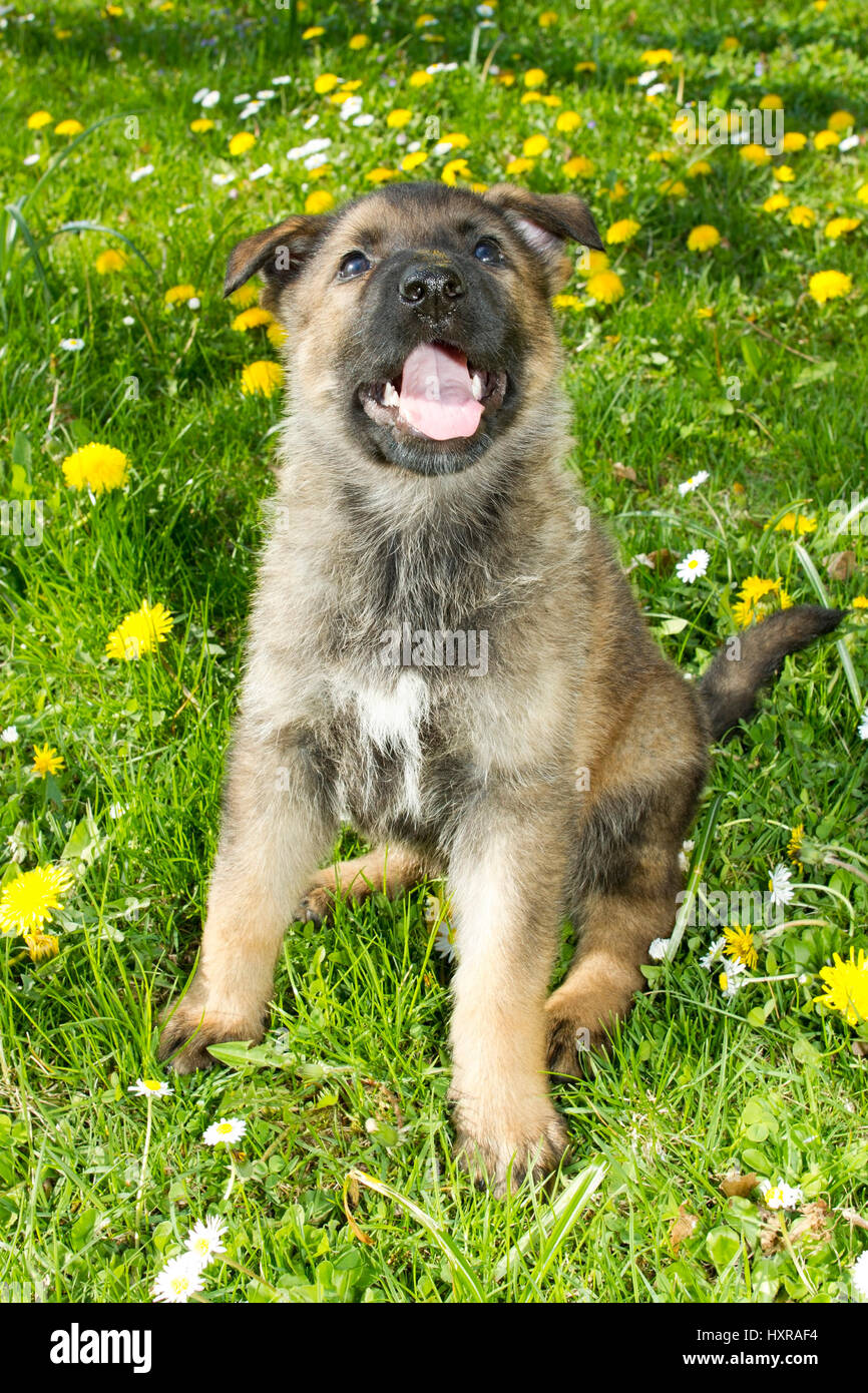 Puppy of a German Sch?fehunds, Welpe eines deutschen Schäfehunds Stock Photo