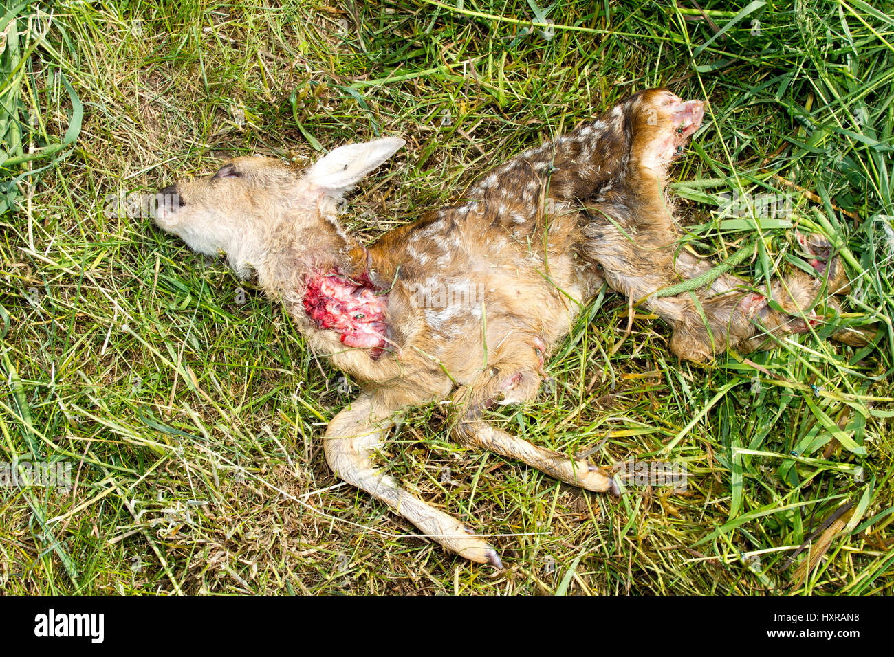 from tractor killed fawn, von Traktor getötetes Rehkitz Stock Photo