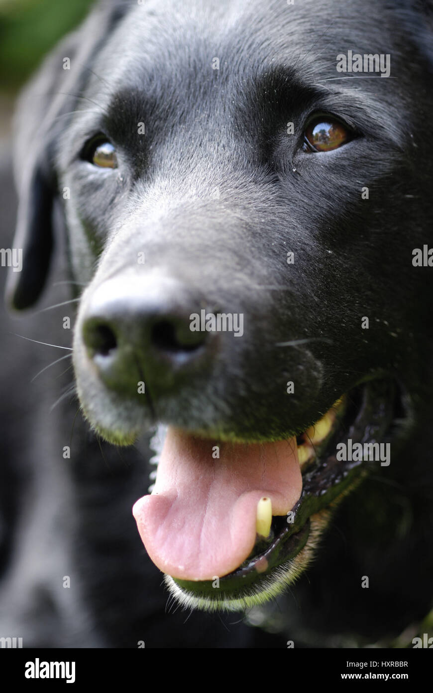 Labrador Stock Photo