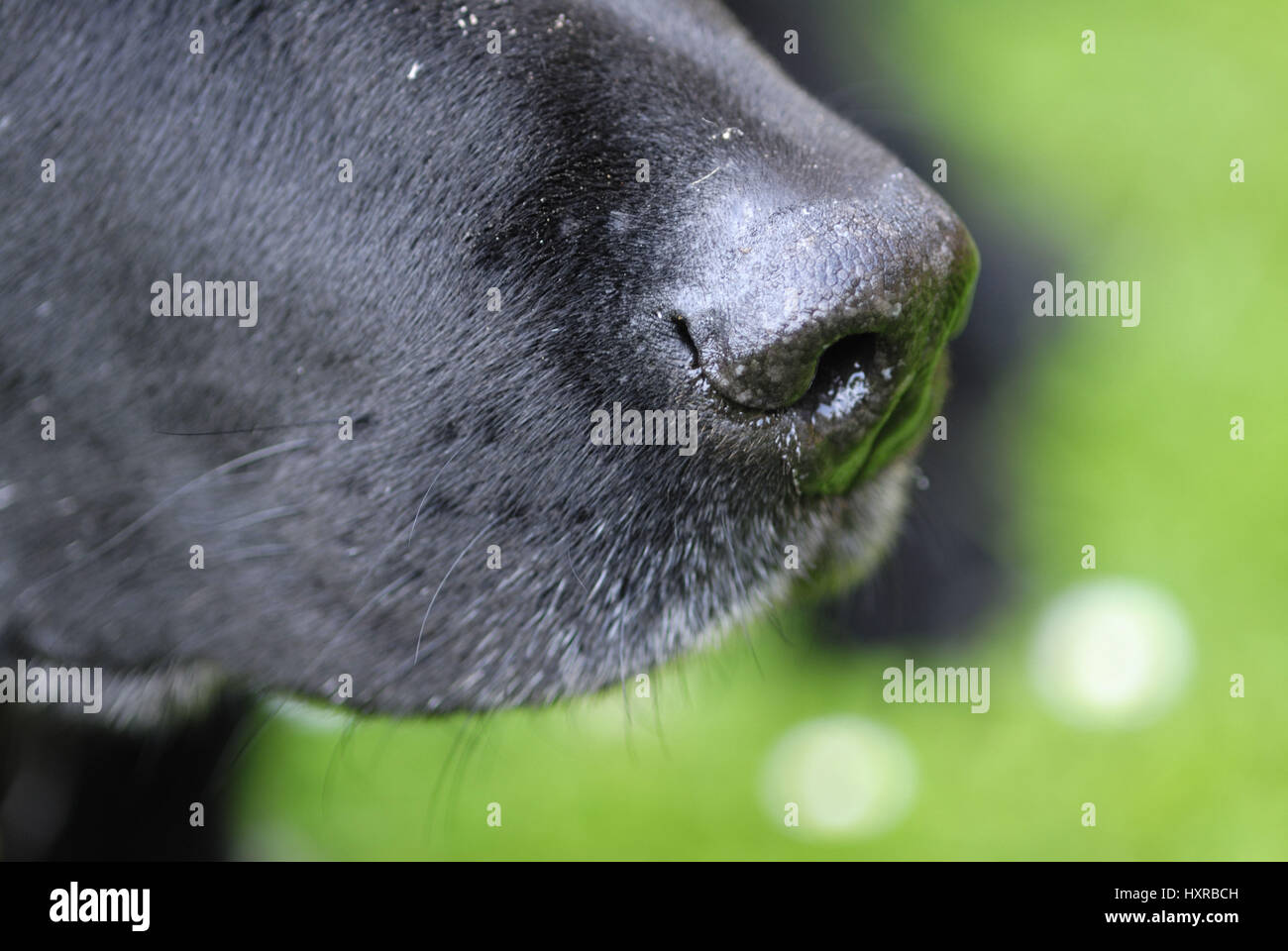 Nose of a Labrador, Nase eines Labradors Stock Photo Alamy