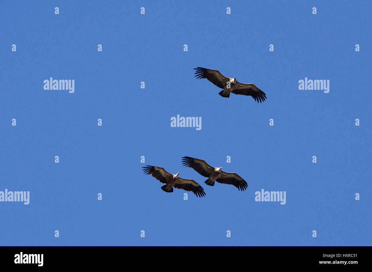 Griffon Vultures, Monfragüe National Park, Caceres, Extremadura, Spain, Europe Stock Photo