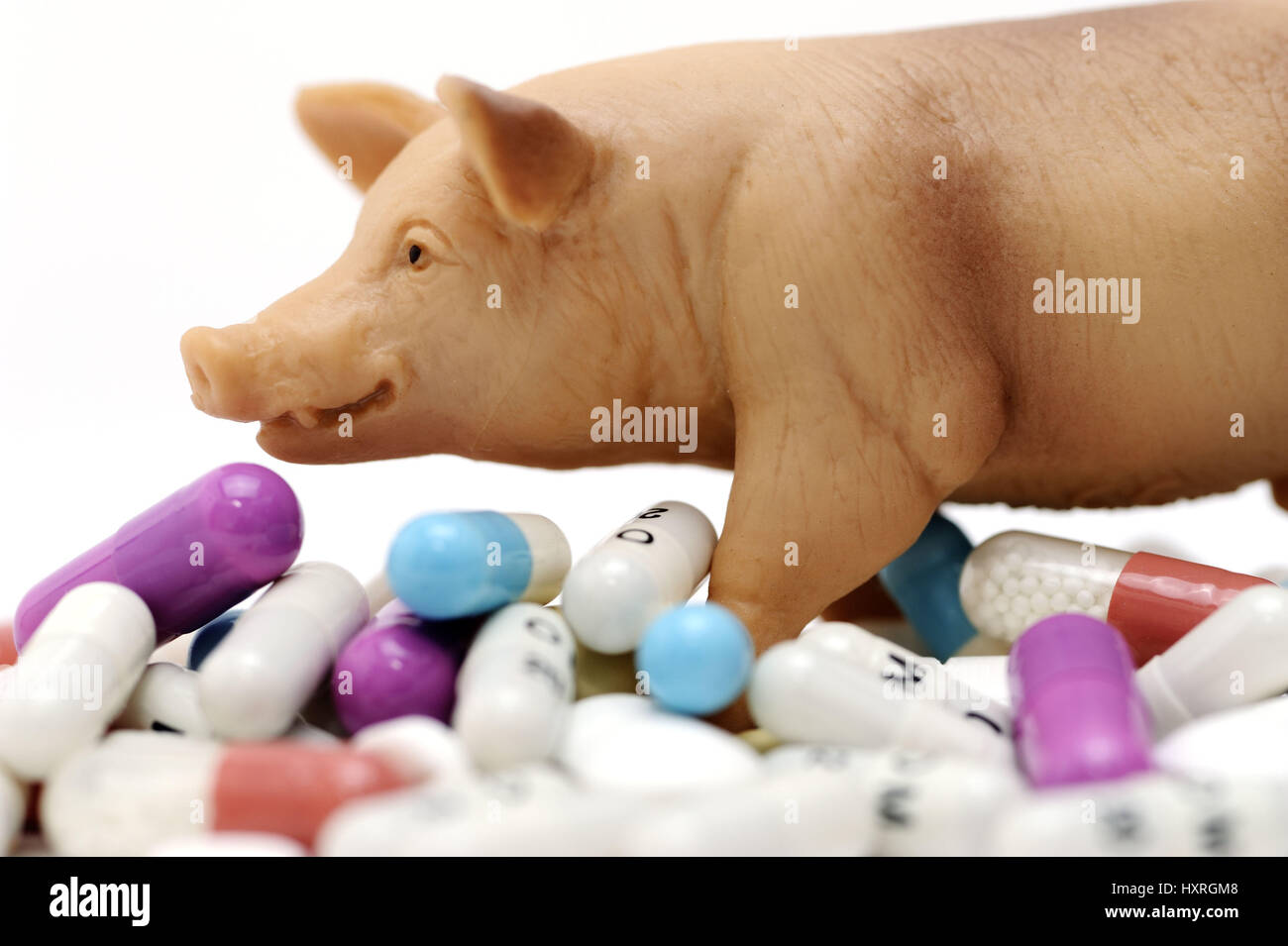 Miniature pig on tablets, symbolic photo for loaded pork, Miniaturschwein auf Tabletten, Symbolfoto für belastetes Schweinefleisch Stock Photo