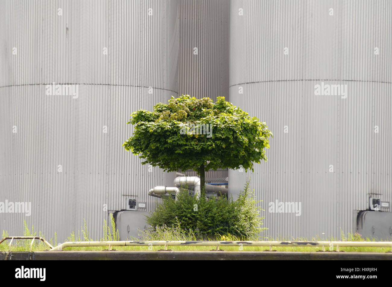 Tree, trees, factory, factories, manufacturing plant, nature