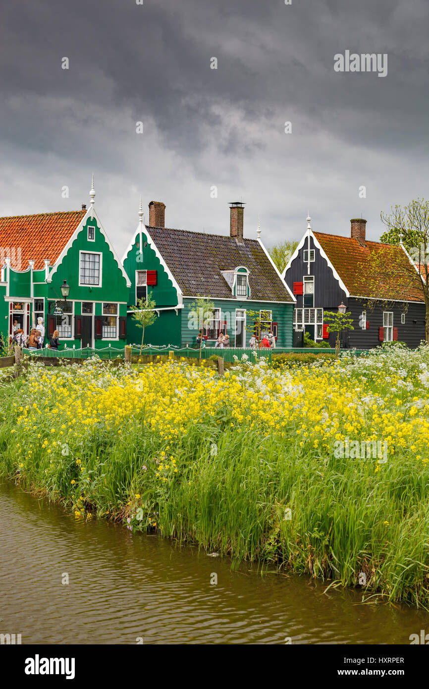 Houses, yellow flowers and canal, Zaanse Schans, Holland Stock Photo