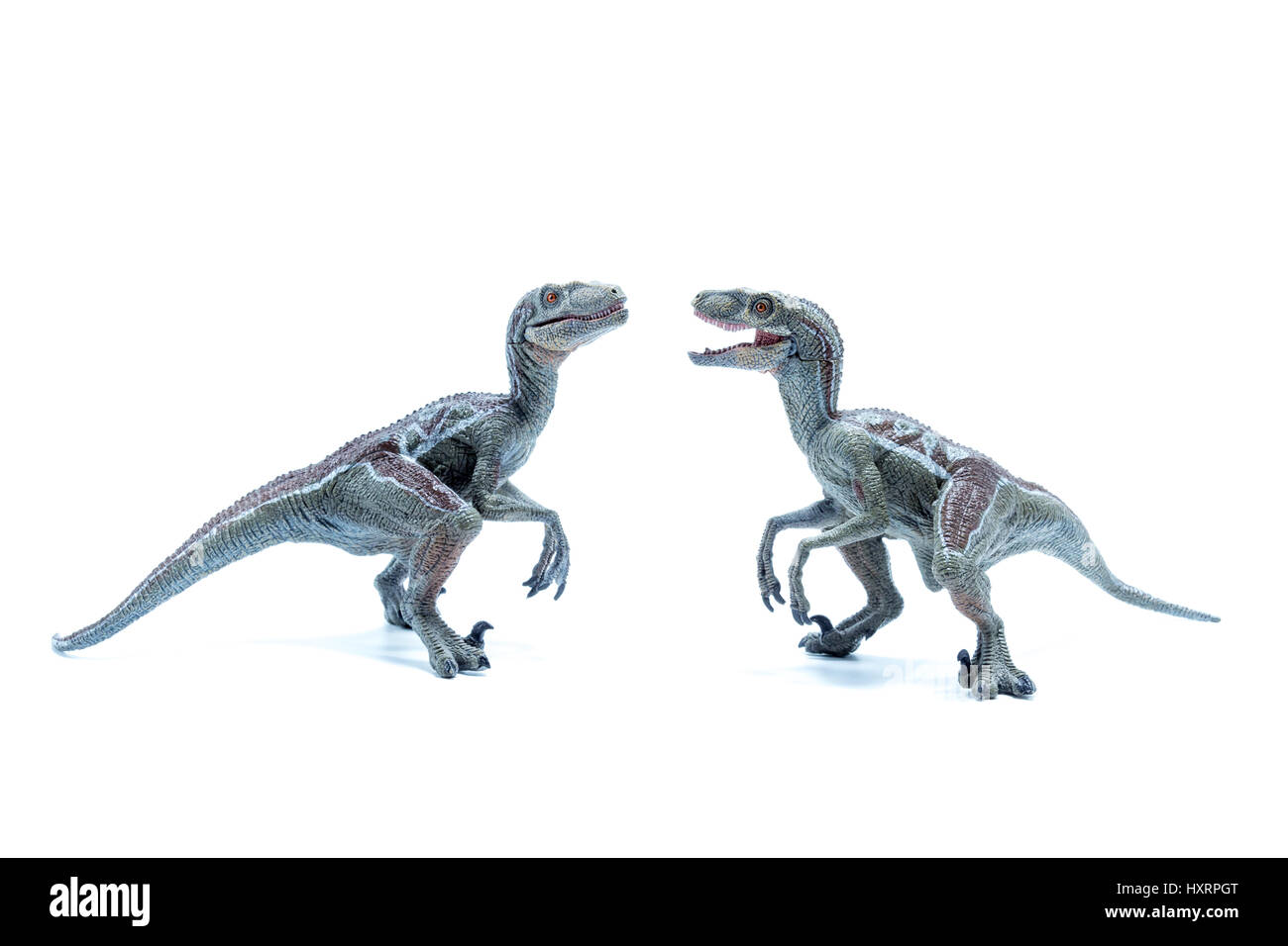 Two great Velociraptor dinosaurs toy facing each other isolated on white background - side view Stock Photo