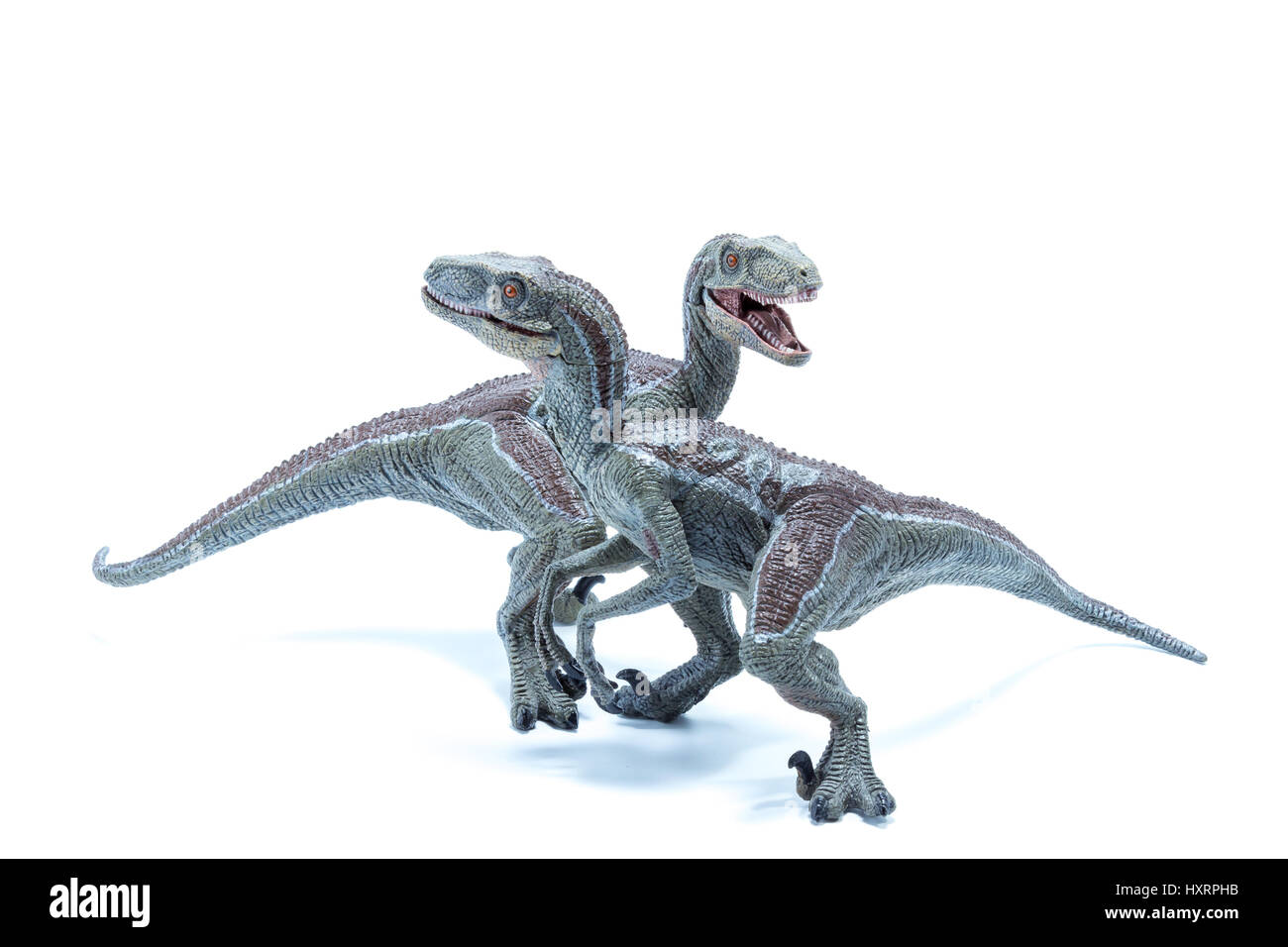 Two great Velociraptor dinosaurs toy crossing each other isolated on white background - side view Stock Photo