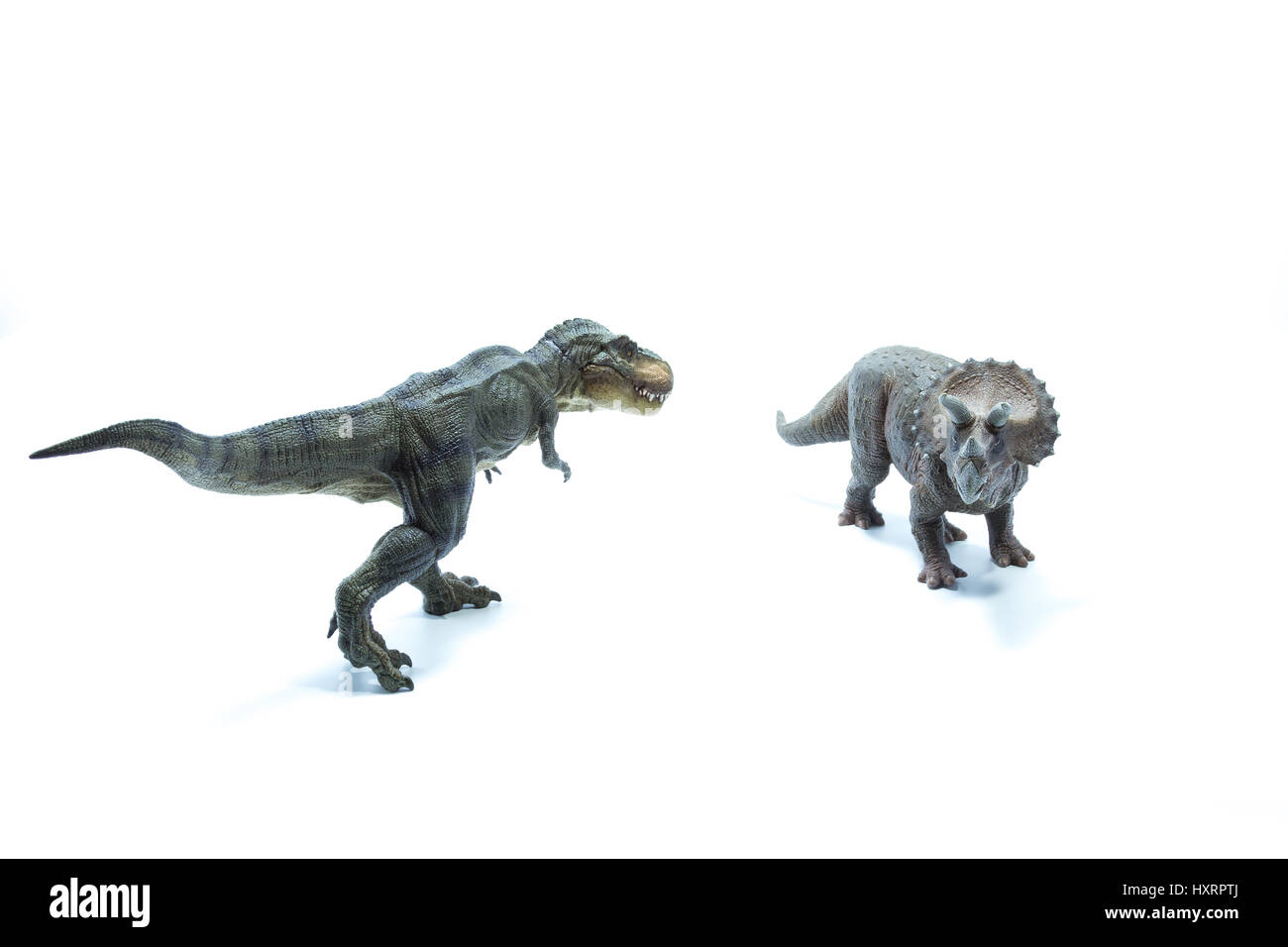 Dinosaur Tyrannosaurus Rex stares a Triceratops and is ready to attack ...